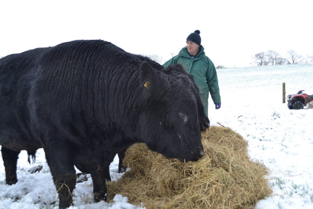 Grass Fed Beef